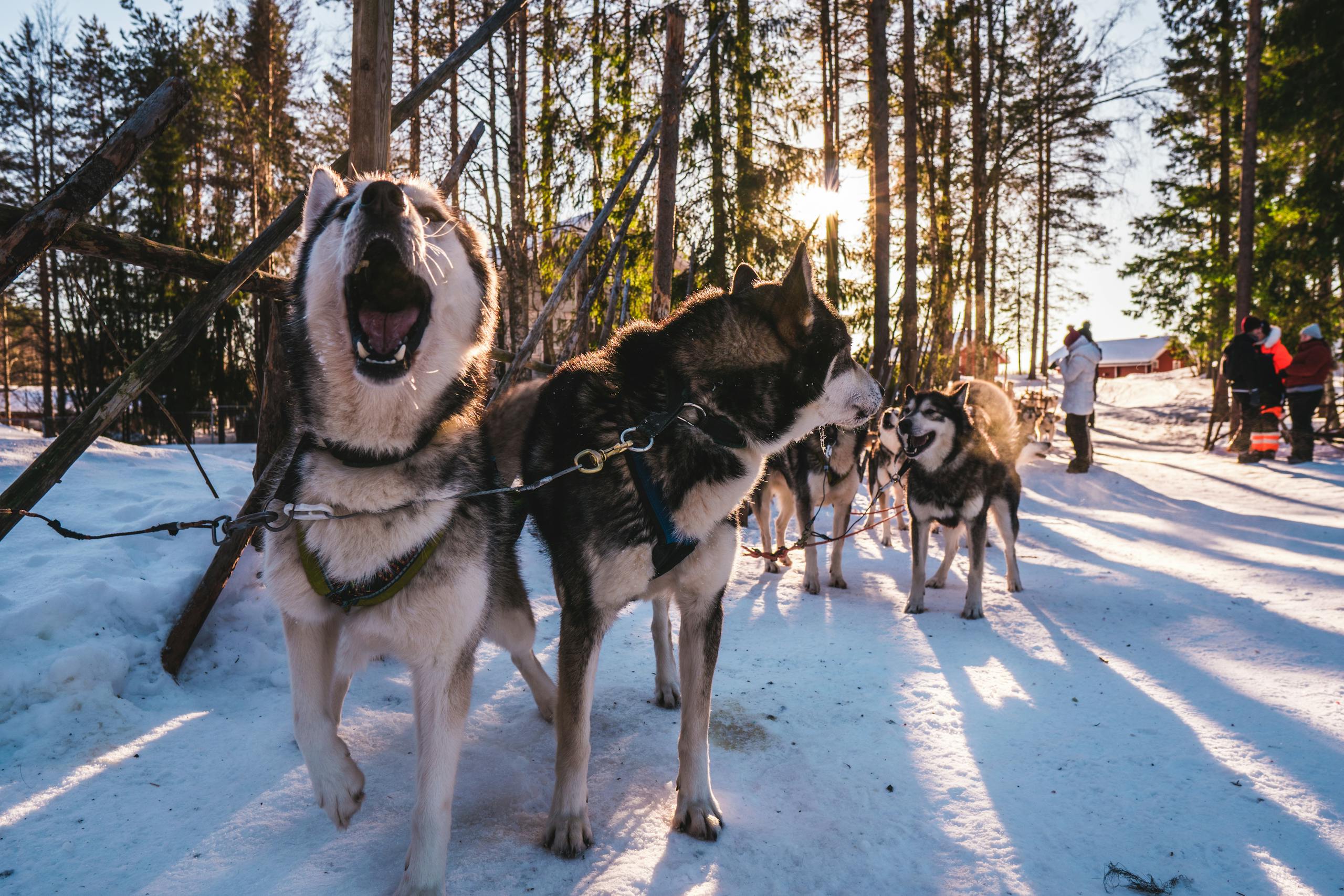 Psy husky w zaśnieżonym lesie, zimowa wyprawa psim zaprzęgiem